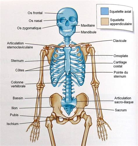 How many bones are there in the human body? – Archyde