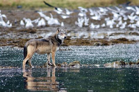 The amazing sea wolves of the Great Bear Rainforest | Canadian Geographic