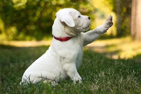 Dogo Argentino Temperament and Personality - Child Friendly and Non Aggressive