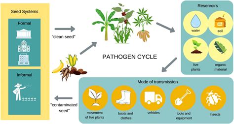 Schematic of pathogen transmission and cycle in terrestrial crops ...