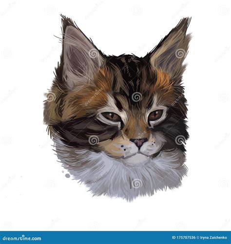 Maine Coon Kitten Watercolor Portrait of Small Cat Digital Art ...