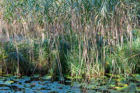 at the water lily pond 8.2 autumn light on Behance