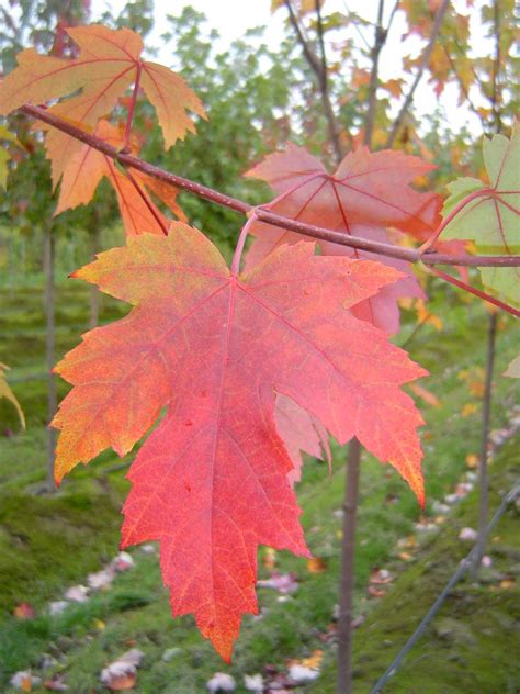 Tree Profile for the Autumn Blaze Maple - Urban Forest Nursery, Inc.