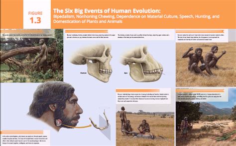 Biological Anthropology Chapter 1: What is Physical Anthropology? Diagram | Quizlet