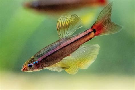 White Cloud Mountain Minnow Fish Species Profile