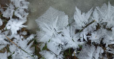 Frost Flowers