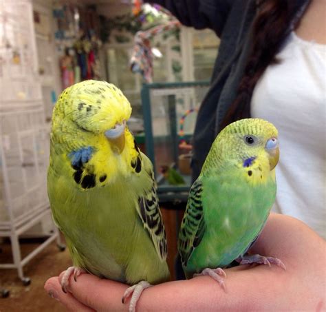 english budgies as pets - Benton Haller