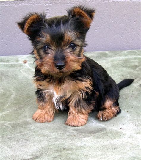 Puppy Dog Breeds Photos