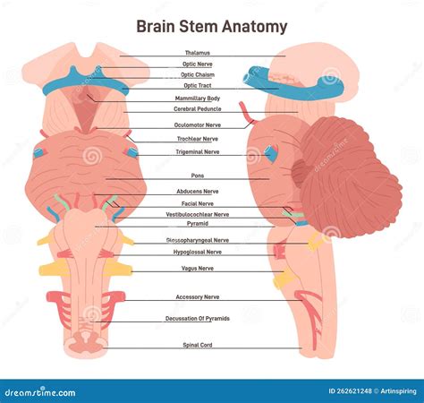 Brain Stem Anatomy Model