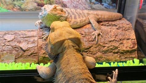 Bearded Dragon Behavior [Guide] | Beardiebunch.com