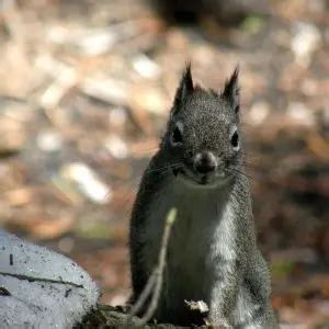 Abert's Squirrel - Facts, Diet, Habitat & Pictures on Animalia.bio