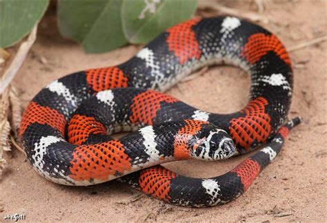 Tricolor Hognose Snake Care Sheet | Dubia.com