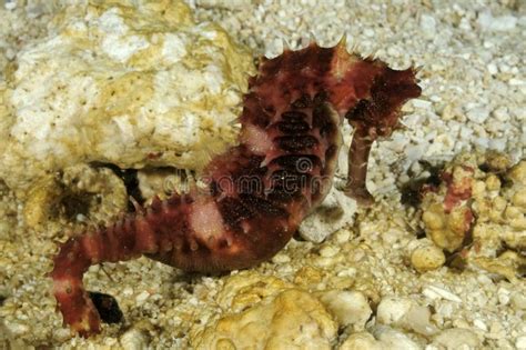 Hedgehog Seahorse Hippocampus Spinosissimus. Malapascua, Philippines ...