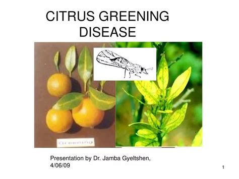 PPT - CITRUS GREENING DISEASE PowerPoint Presentation - ID:672804