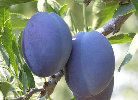 Blue Damson Plum Tree | Shrubs & Trees Depot