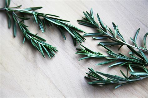 Rosemary Plant Care: A Guide For Growing Rosemary - HumeShed