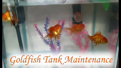 How To Clean Goldfish Tank | Goldfish Tank Maintenance | Keep Goldfish ...