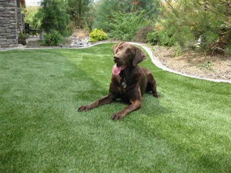 Dog-Friendly Garden Design | HGTV