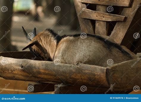 Little Goat is Sleeping in a Manger on a Goat Farm. Stock Photo - Image of summer, rural: 97469978