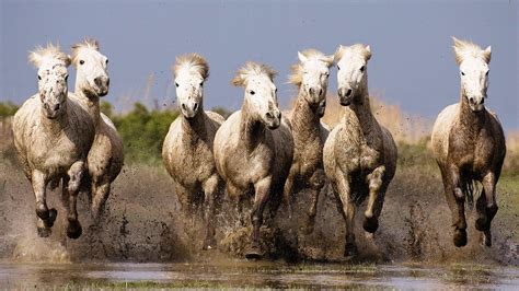 Seven Running Horse Wallpaper Free Download - lvandcola