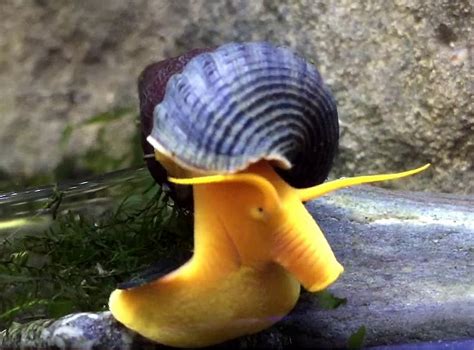 Rabbit Snails (Tylomelania sp.) | Tropical Fish Keeping