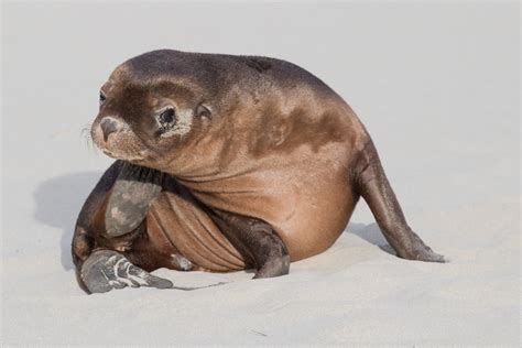 Australian sea lion pup | This pup is just a few weeks old a… | Flickr