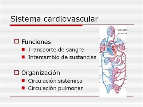 El sistema cardiovascular