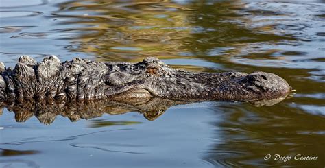 Florida Gator | Pic was taken at Gatorland located in Orland… | Flickr