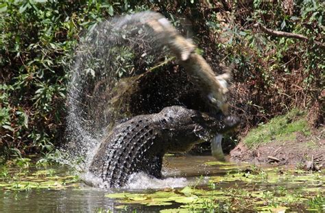 巨大ワニが共食い、空中で振り回して丸のみ 豪国立公園 写真7枚 国際ニュース：AFPBB News