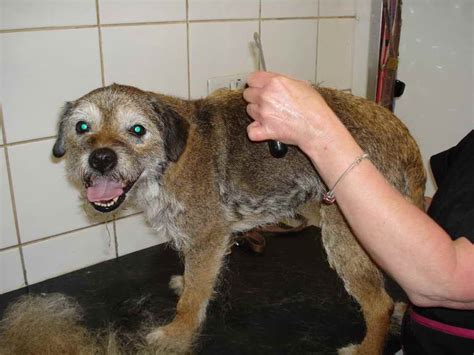 Border Terrier Grooming | PETSIDI