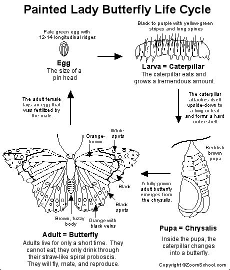 Butterflies life cycle | Butterfly