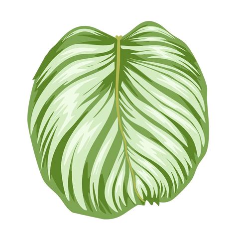 plant marantaceae leaves 38514560 Vector Art at Vecteezy