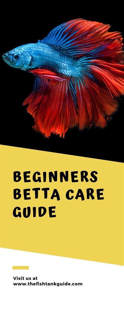 A beginner's guide to Betta fish care. | Betta fish care, Betta, Betta fish tank mates