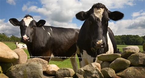 Herd Health Cumbria