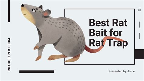 Best Rat Bait for Rat Trap - Best Rat Poison - Roach Expert