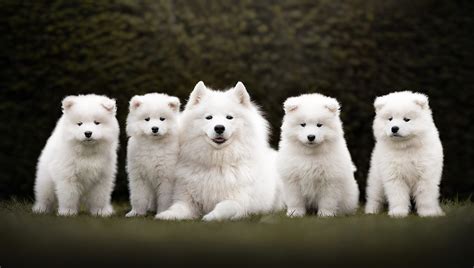 Samoyed Wallpaper