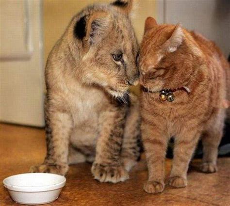 Lion cub bonds with a cat - Lion cubs Photo (38725336) - Fanpop