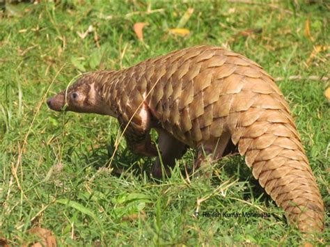 Plight of the pangolin: all eight species to move up EDGE list | EDGE ...