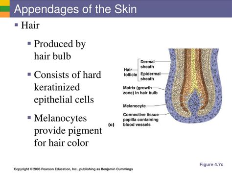 PPT - Appendages of the Skin PowerPoint Presentation, free download - ID:1999684