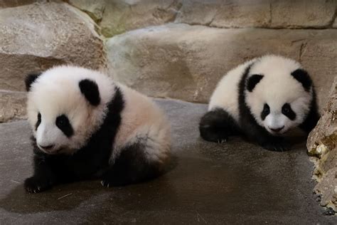 Watch These Adorable Twin Panda Cubs Take Their First Steps in Public