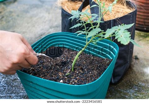 Humic Acid Fertilizer Photos and Images | Shutterstock