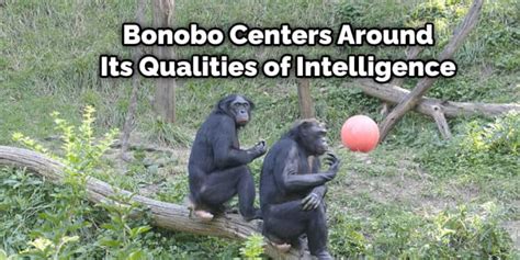 Bonobo Spiritual Meaning, Symbolism, and Totem | Detailed Guide