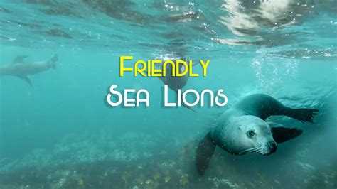 sea mammals Sea Lion facts - YouTube