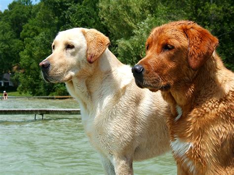 File:Labrador Retrievers yellow and red.jpg - Wikimedia Commons