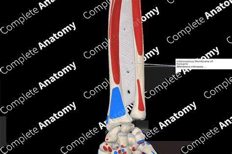 Interosseous Membrane of Forearm | Complete Anatomy