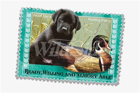 Wood Duck Hunting Stamp - Labrador Retriever PNG Image | Transparent PNG Free Download on SeekPNG