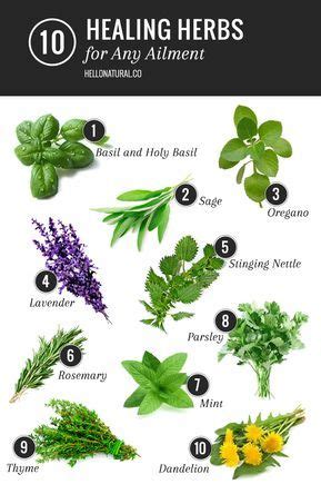 5 Healing Herbs for Any Ailment - Hello Glow