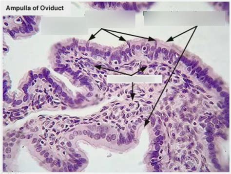 Fallopian Tube Histology Labeled