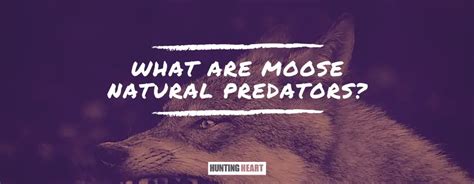 What Are Moose Natural Predators? - Hunting heart