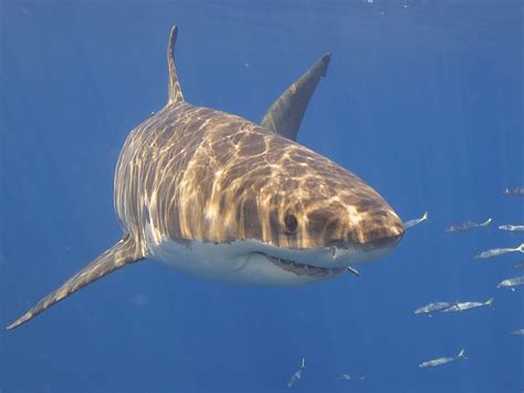 Great White Shark | Elias Levy | Flickr